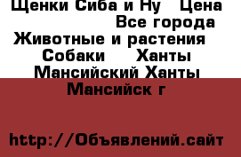 Щенки Сиба и Ну › Цена ­ 35000-85000 - Все города Животные и растения » Собаки   . Ханты-Мансийский,Ханты-Мансийск г.